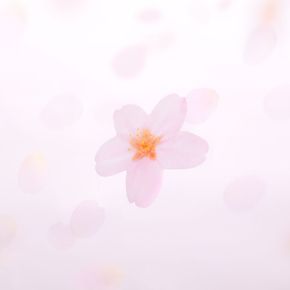 덕플러스 스티키리프 스티커 투명벚꽃 (PinkL)