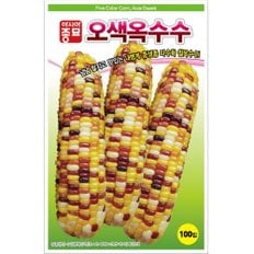 아시아종묘 씨앗 옥수수 오색옥수수 2000립