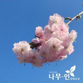 [나무인]수양겹벚나무(능수겹벚) 접목묘목