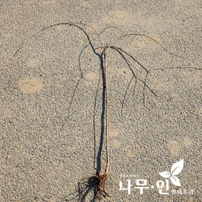 [나무인]수양겹벚나무(능수겹벚) 접목묘목