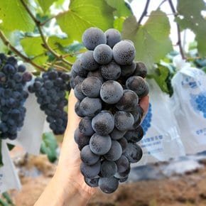 국내산 고당도 캠벨포도 1kg