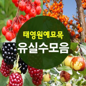 (태영)유실수 과실수묘목 모음 사과 감나무 사과대추 살구 자두 복숭아 밤 매실 석류 왕오디 블루베리 체리