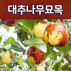 (태영)유실수 과실수묘목 모음 사과 감나무 사과대추 살구 자두 복숭아 밤 매실 석류 왕오디 블루베리 체리
