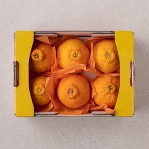 파머스픽 한라봉 4~6입/박스 (1.5kg내외)