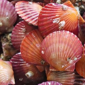 [오늘의바다] 홍가리비 1kg