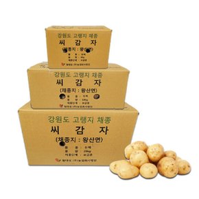 강원도 종자등록 씨감자 두백 4kg