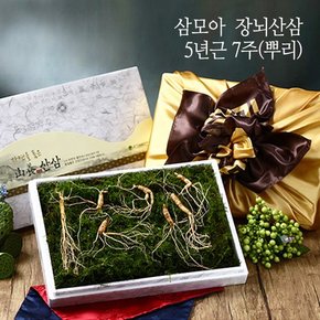 [바로배송] [삼모아] 장뇌산삼(산양산삼) 5년근 7뿌리(보은세트) /싱싱우드락패키지케이스+공단보자기포장