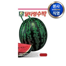 달타령 수박 씨앗 30립 . 채소 야채 텃밭 파종 재배 주말 농장 씨 종자