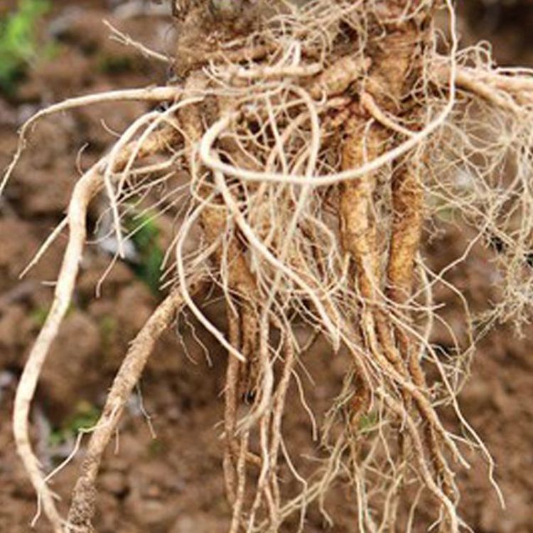 탁주와 삽 캐기 10