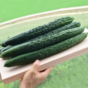 [더자인] 국내산 신선한 가시오이 2kg