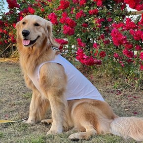 강아지여름옷 쿨티 래쉬가드 쿨링 티셔츠 중대형견 XL~5XL