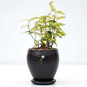 황금마삭줄 장인수공예품 옹기화분 실내공기정화식물