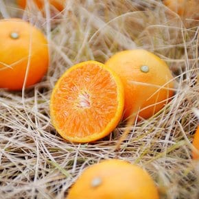 [산지직송] 제주 서귀포 고당도 하우스 귤(소과) 1kg