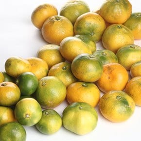제주 가정용 하우스 감귤 2kg(박스포함) 중대과 [P]