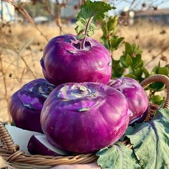 지투지샵 알뜰 제주 콜라비 4.5kg 사이즈혼합