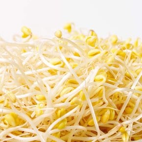 국내산 아삭한 산소 콩나물 2kg