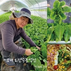  [산지직송] 늘품 로메인상추 1kg