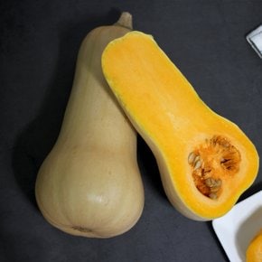 농장직송 강원도 땅콩호박 버터넛스쿼시 2kg (1-2개)