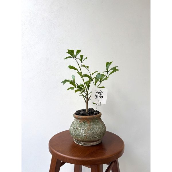 하트 홍콩야자 빈티지 토분 사랑을 담은 식물선물 캘리그라피 문구