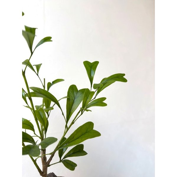 하트 홍콩야자 빈티지 토분 사랑을 담은 식물선물 캘리그라피 문구