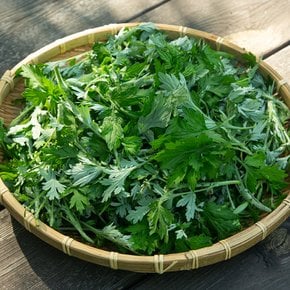 당일수확 제철 향긋한 거문도 쑥 500g