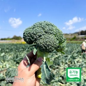 제주오가닉스 유기농 브로콜리 1kg 내외 (3송이)