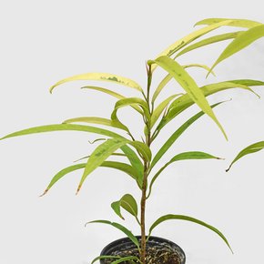 무늬 알리 벤자민 고무나무 소형 공기정화식물 실내화초