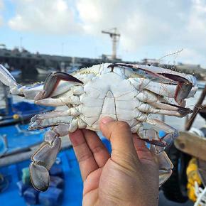 [당일조업] 서해안 활 숫꽃게 3kg (9-18미)