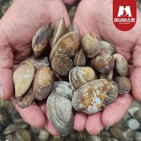 [마녀바스켓] 남해안 통통한 왕바지락(문어바지락) 1kg