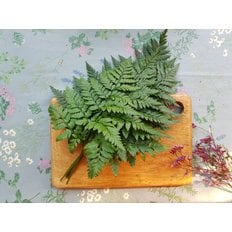 맹다혜씨네작은텃밭 생 노무라 (루모라) 1단