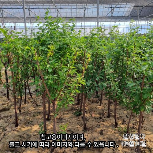 추가이미지1