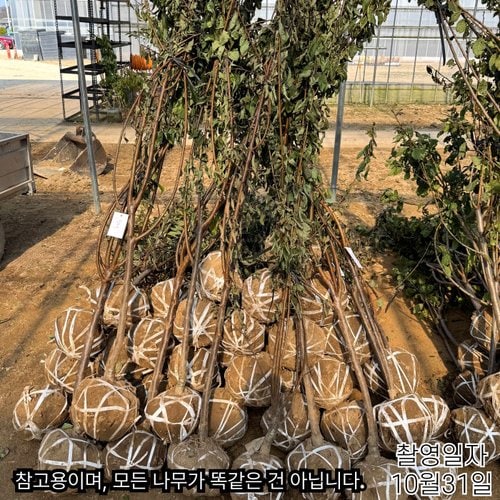 추가이미지4
