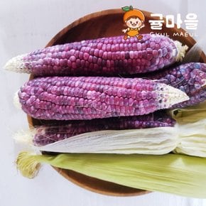 국내산 흑찰옥수수 10개 16cm이상