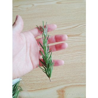 맹다혜씨네작은텃밭 로즈마리 생잎 50g (12cm내외)