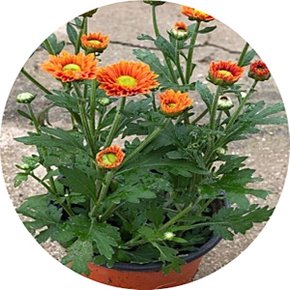 국화꽃/chrysanthemum/국화화분/소국/포트분/소품/3포트묶음/취미/화분선물