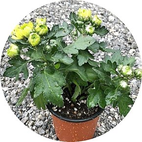 국화꽃/chrysanthemum/국화화분/소국/포트분/소품/3포트묶음/취미/화분선물