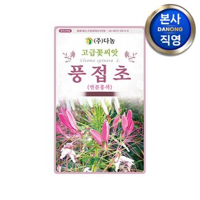 풍접초 연한핑크색 씨앗 0.5g(200립) . 족두리꽃 백화채 클레오메 꽃씨 종자