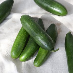 경북 칠곡 아삭이 미니 오이 500g