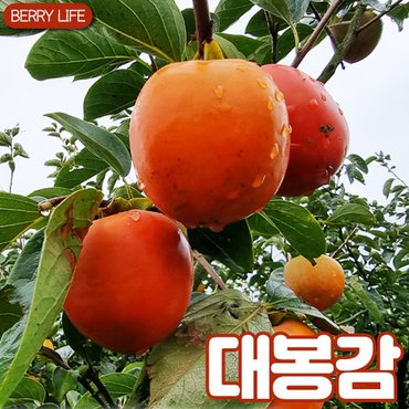 베리세상 대봉감 5kg 대