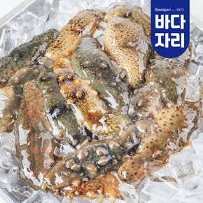 통영 산지직송 자연산 활 해삼 500g 해삼회 해삼