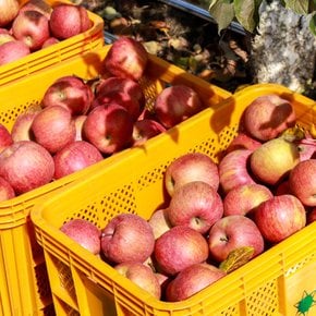 [경상북도][이슬마루] 경북 의성 사과 흠과 부사 4kg