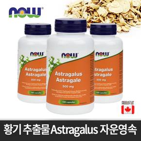 캐나다 황기 추출물 자운영속 500mg 100캡슐