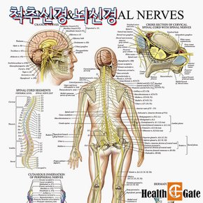 CM Prime USA 인체해부도 차트 병원액자 69X45cm 척추신경 뇌신경 신경계차트 DMC-09