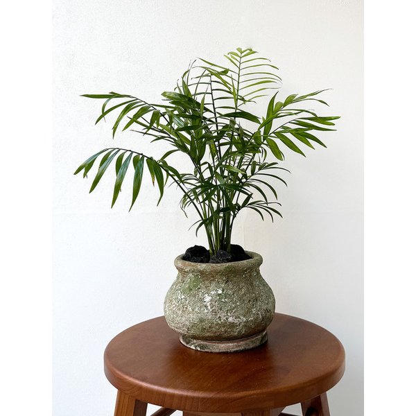 테이블야자 빈티지 토분 집들이 식물선물 캘리그라피 문구