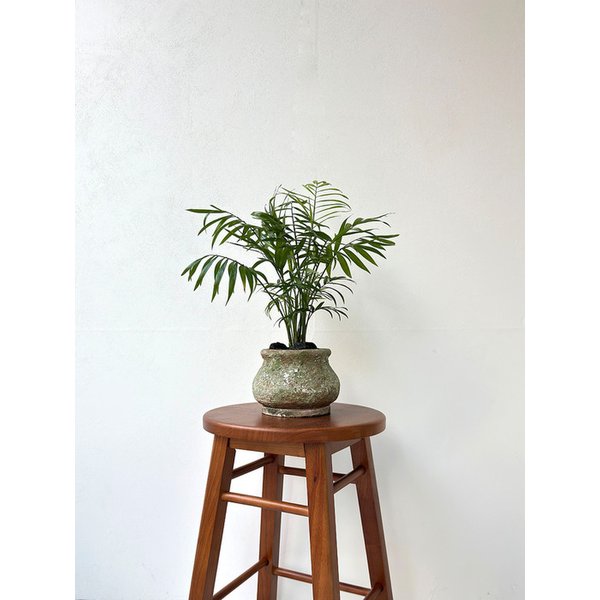 테이블야자 빈티지 토분 집들이 식물선물 캘리그라피 문구