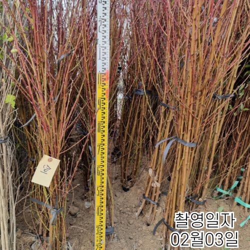 추가이미지