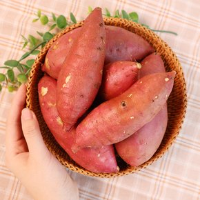 [오늘신선] 해남 산지직송 호풍미 호박고구마 세척 특상 3kg