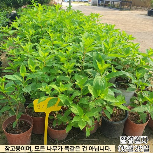 추가이미지1