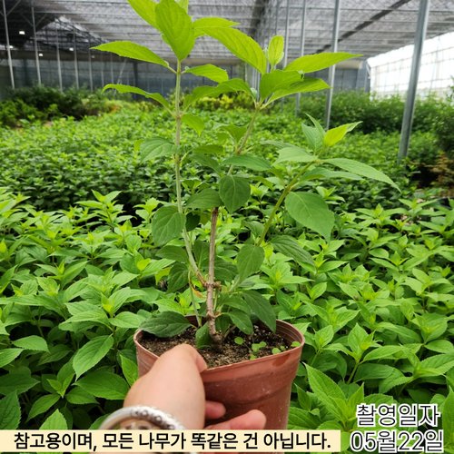 추가이미지2