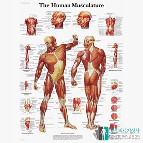 3B Scientific 전신 근육계 인체해부차트 VR1118 근육해부도 병원액자